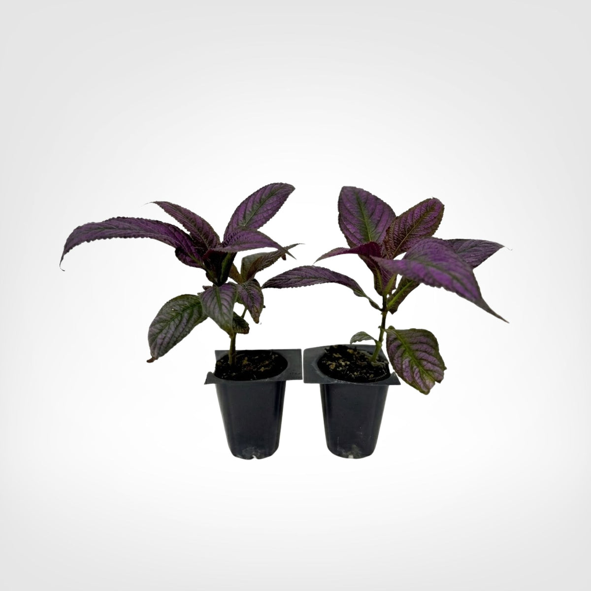 Persian Shield Strobilanthes live starter plant