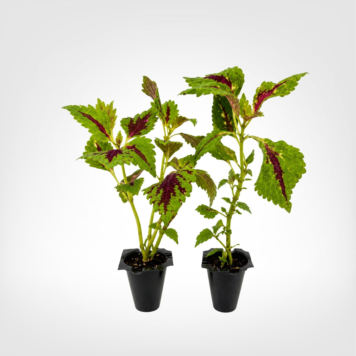 Coleus Carnival live starter plant