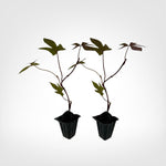 Sweet Potato Vine Blackie live starter plant