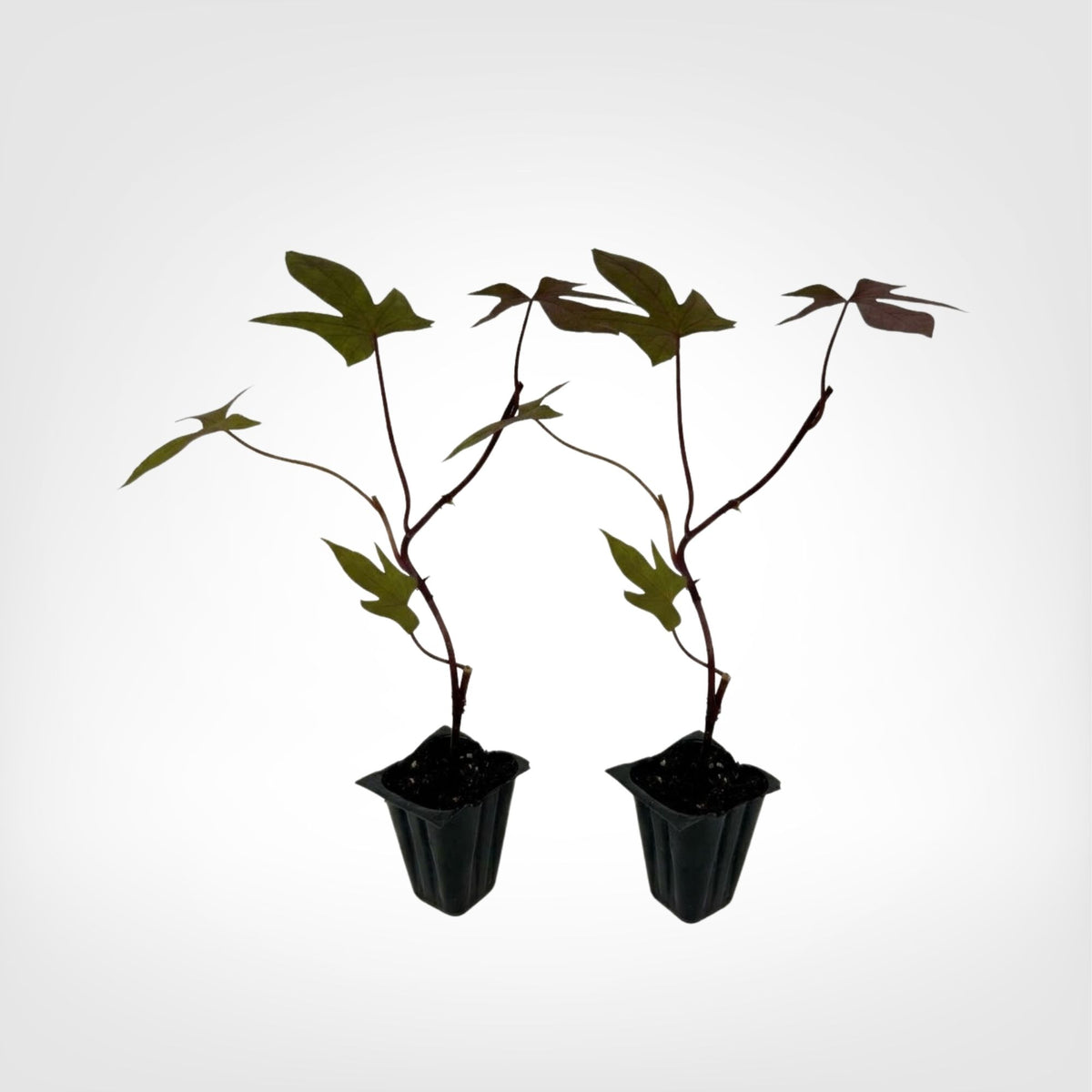 Sweet Potato Vine Blackie live starter plant