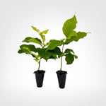 Peanut Tree live starter plant