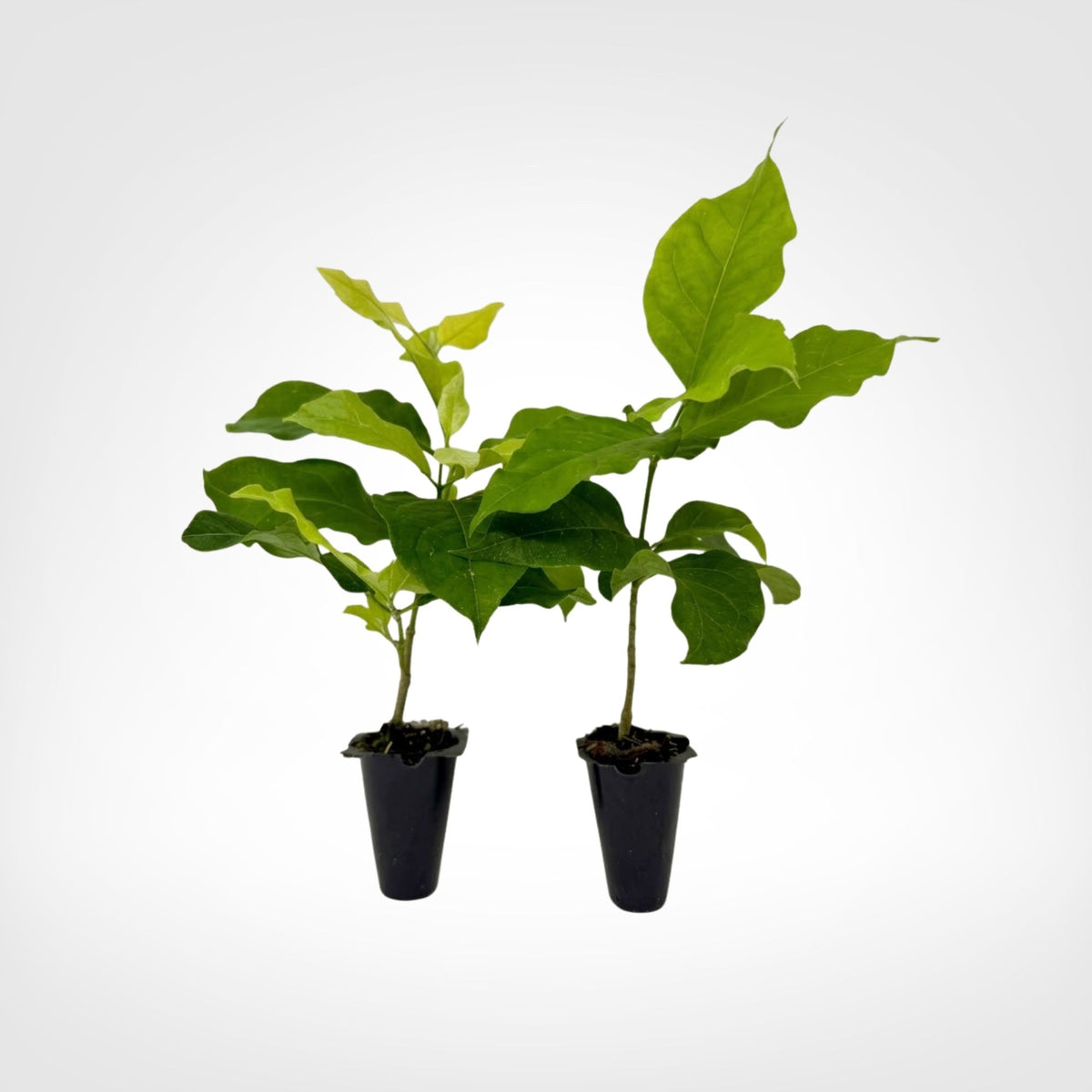 Peanut Tree live starter plant