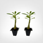 Pink Desert Rose (Adenium obesum) live starter plant