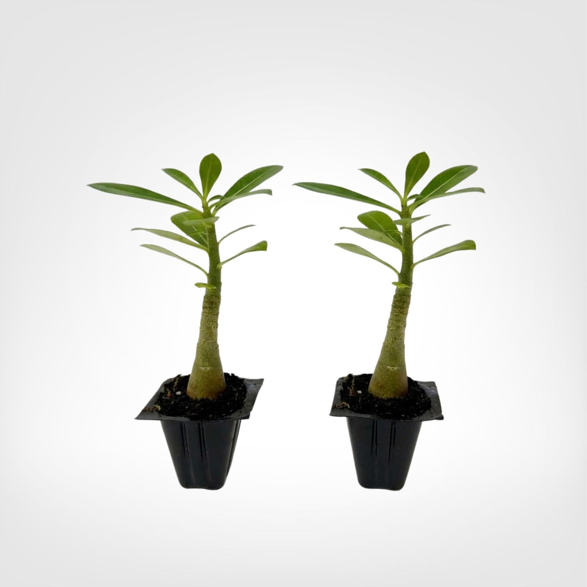 Pink Desert Rose (Adenium obesum) live starter plant