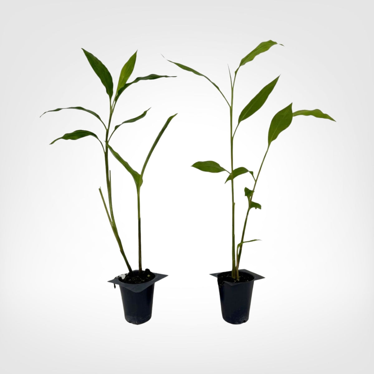 Shampoo Ginger (Zingiber zerumbet) live starter plant