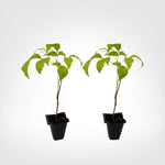 Tecoma stans Yellow Bells live starter plant