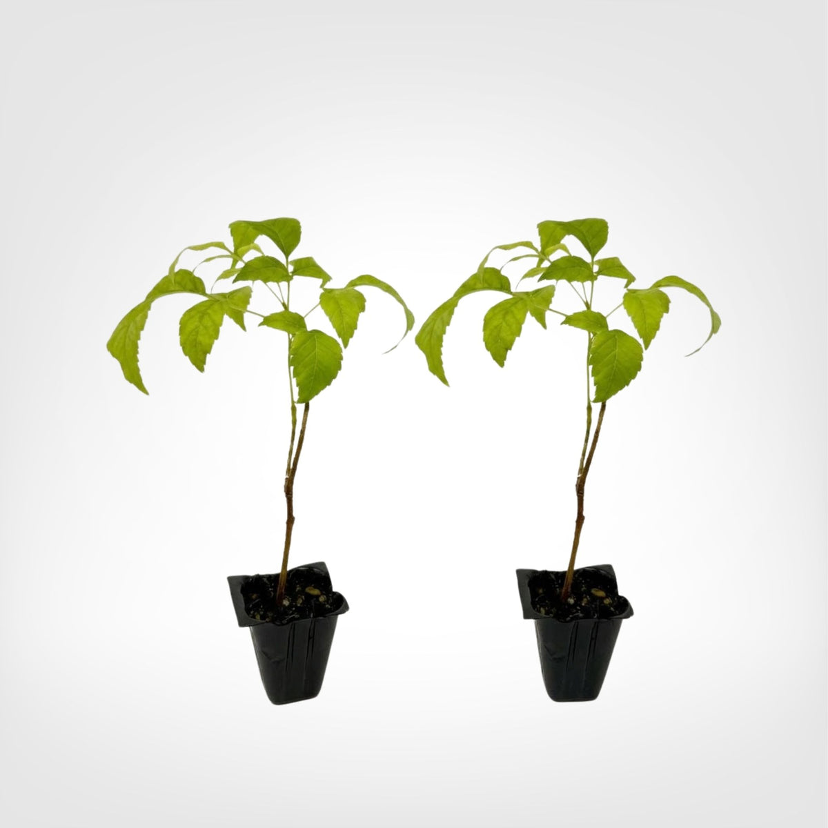 Tecoma stans Yellow Bells live starter plant