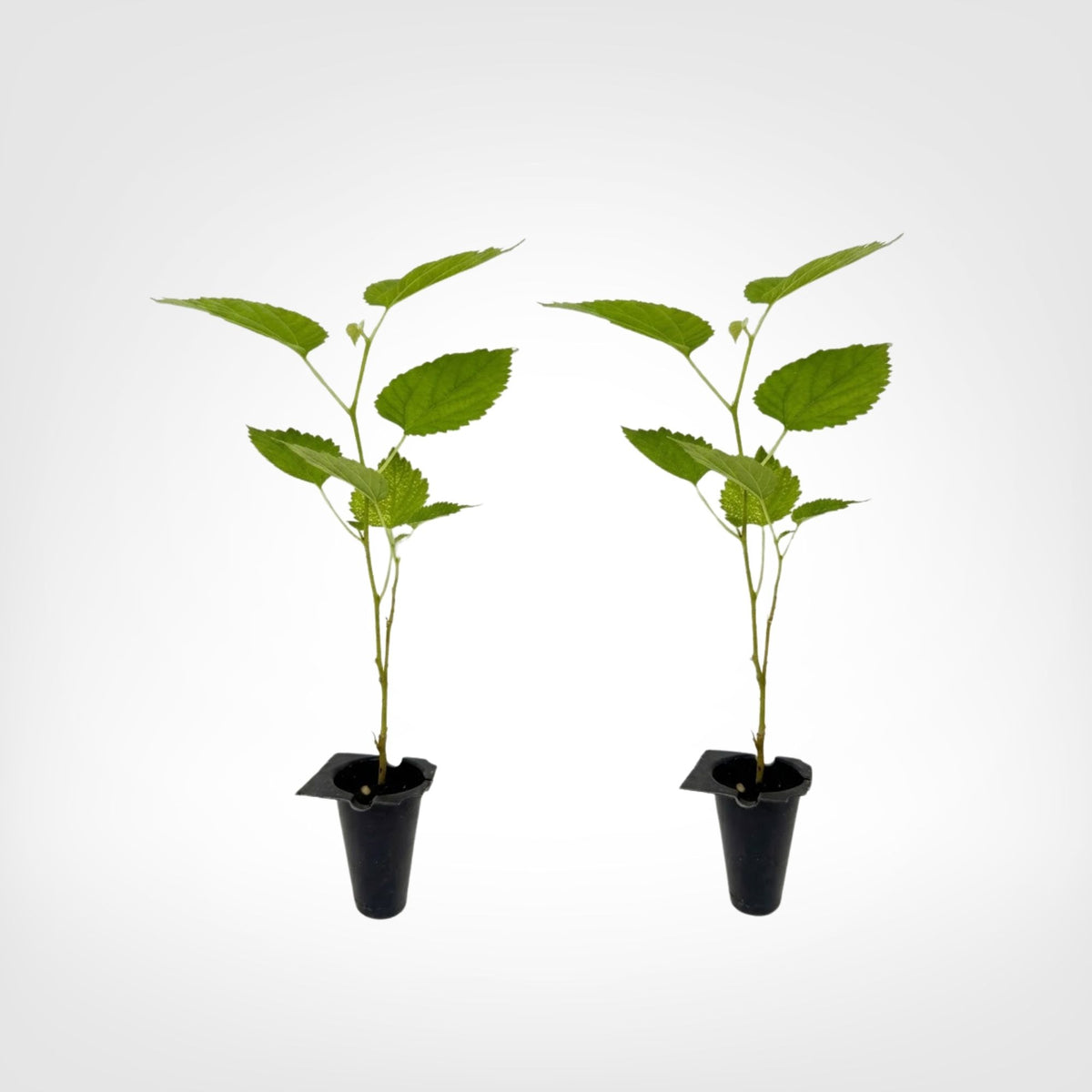 Pakistan Mulberry live starter plant