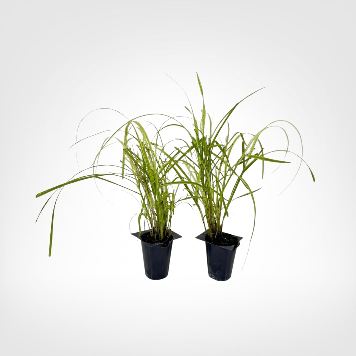 Fireworks Fountain Grass live starter plant