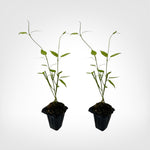 White Vining Milkweed live starter plant