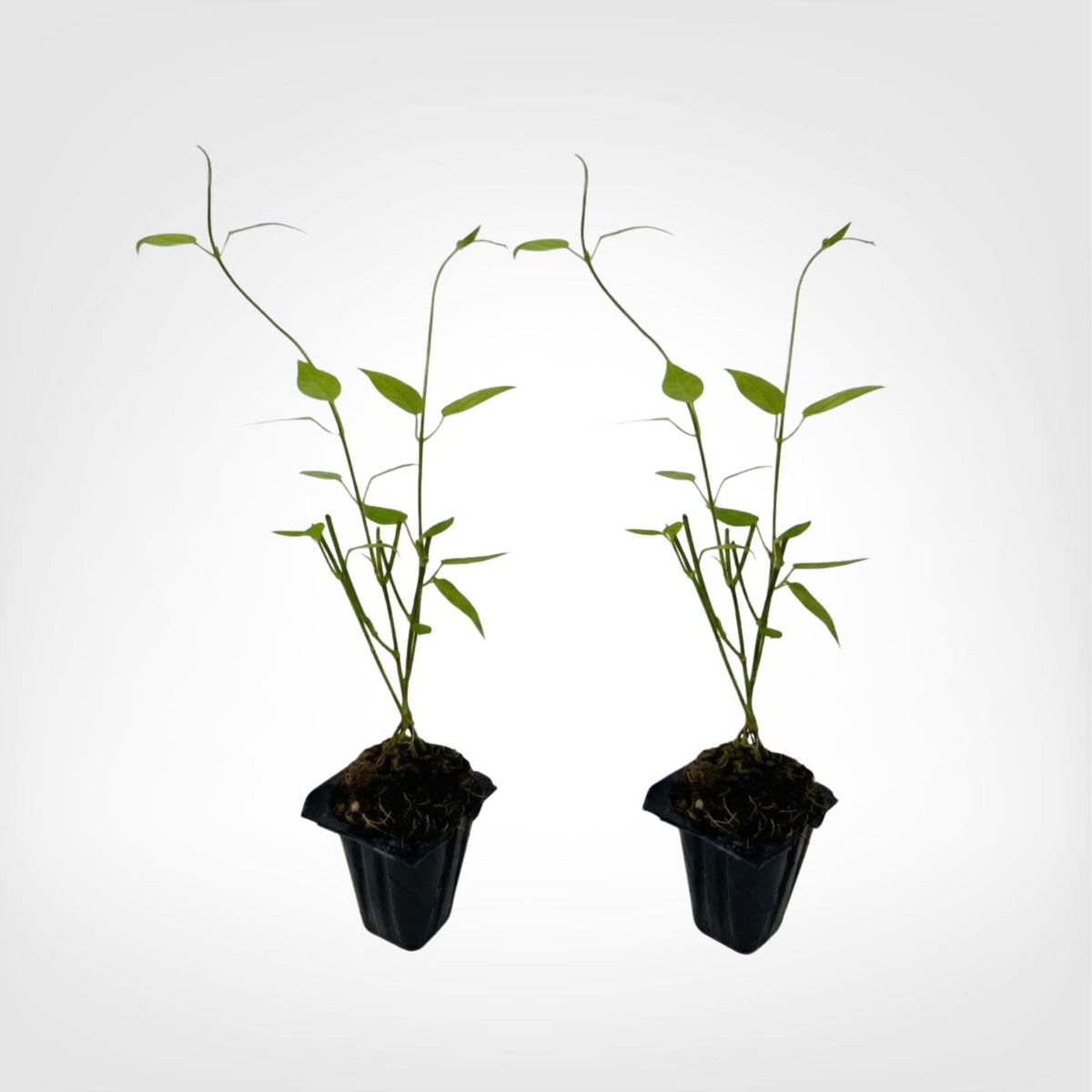 White Vining Milkweed live starter plant