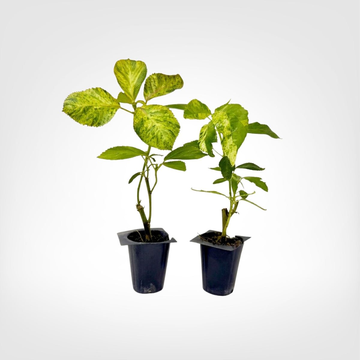 Magilla Perilla live starter plant