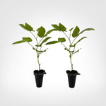 Apache Thornless Blackberry live starter plant