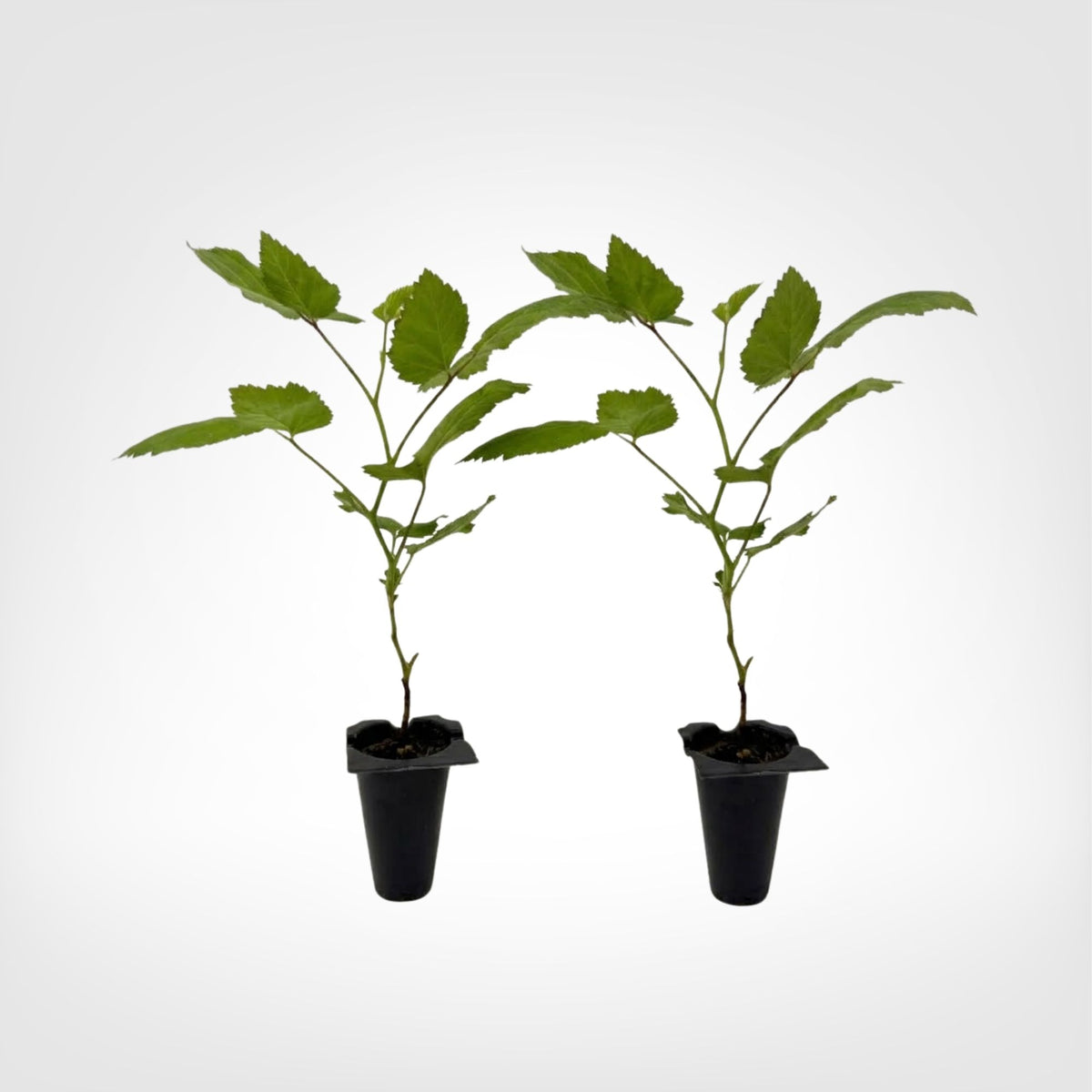 Apache Thornless Blackberry live starter plant