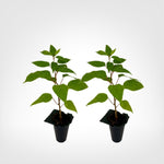Prolific Hardy Kiwi (Actinidia arguta Prolific) live starter plant