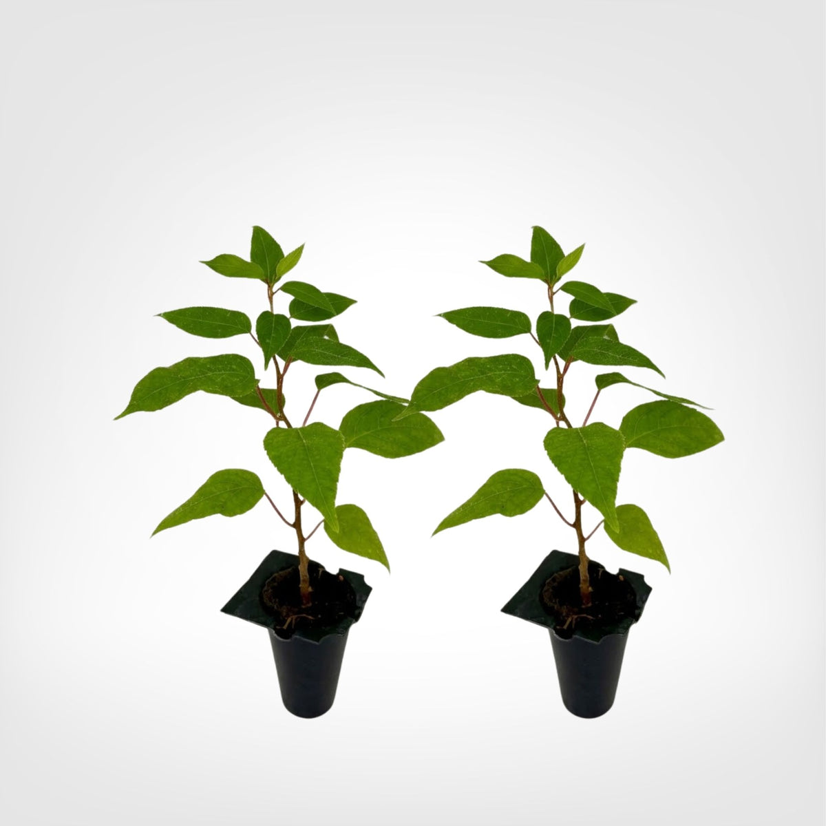 Prolific Hardy Kiwi (Actinidia arguta Prolific) live starter plant