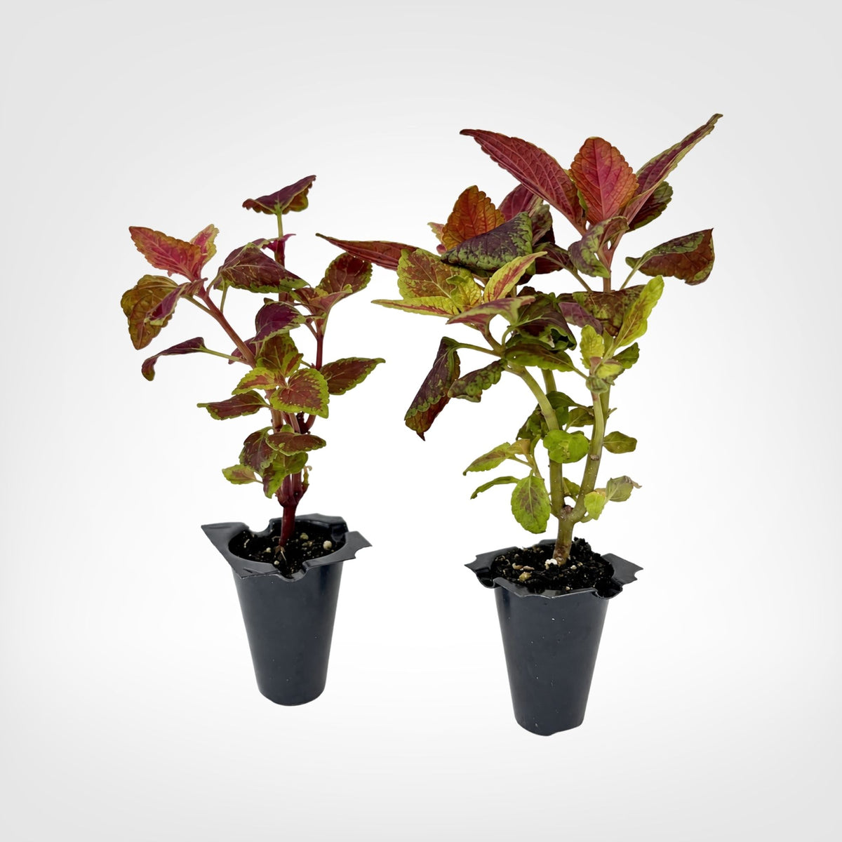 Coleus Ox Blood live starter plant