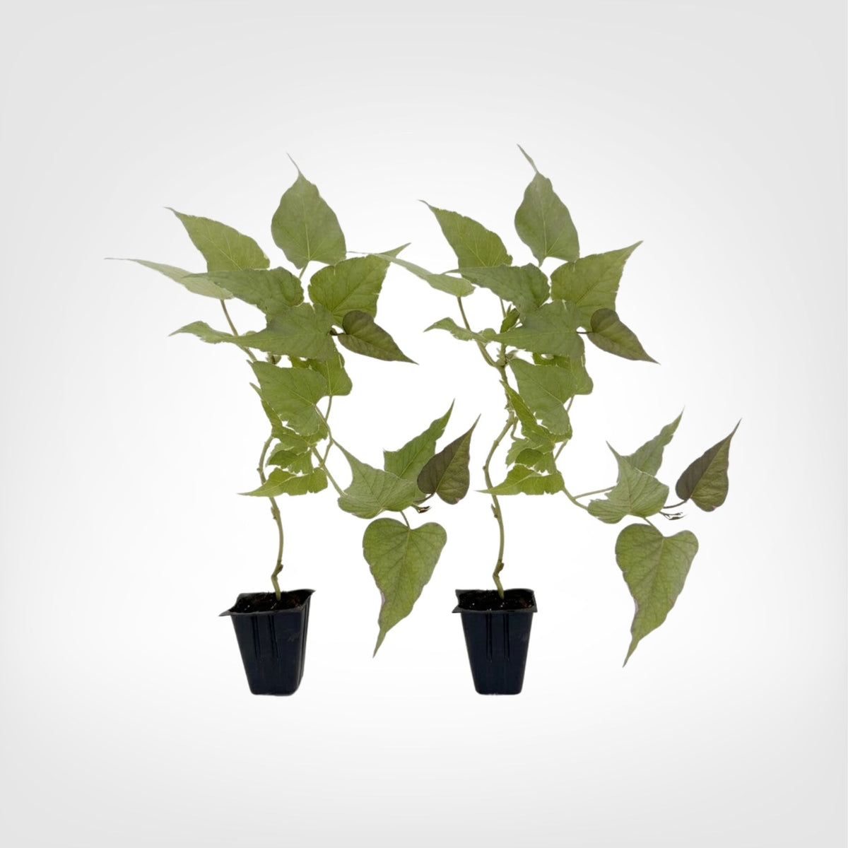 Sweet Potato Vine Tri-Color live starter plant