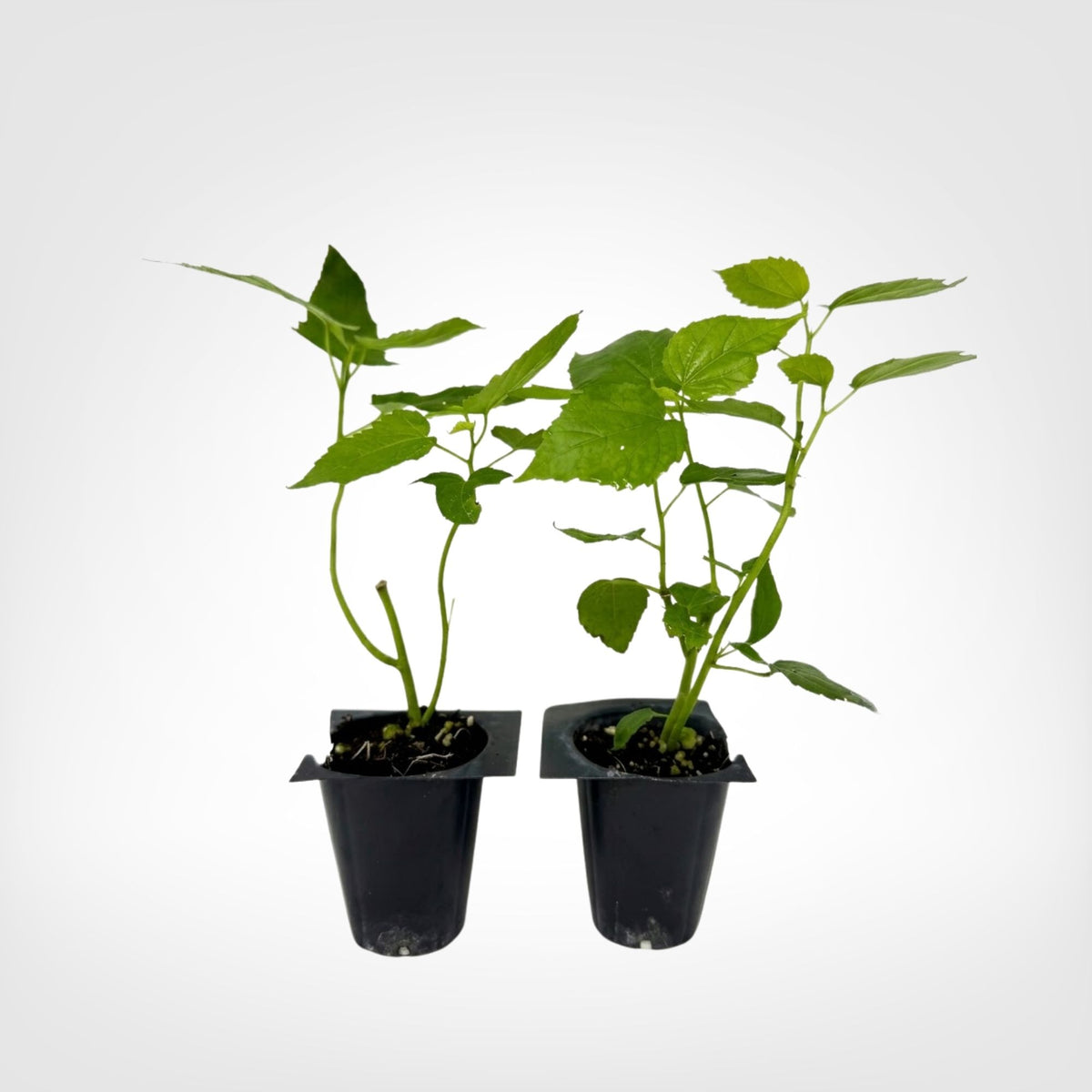 Hibiscus moscheutos Lord Baltimore live starter plant
