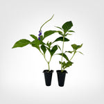 Blue Porterweed Stachytarpheta live starter plant