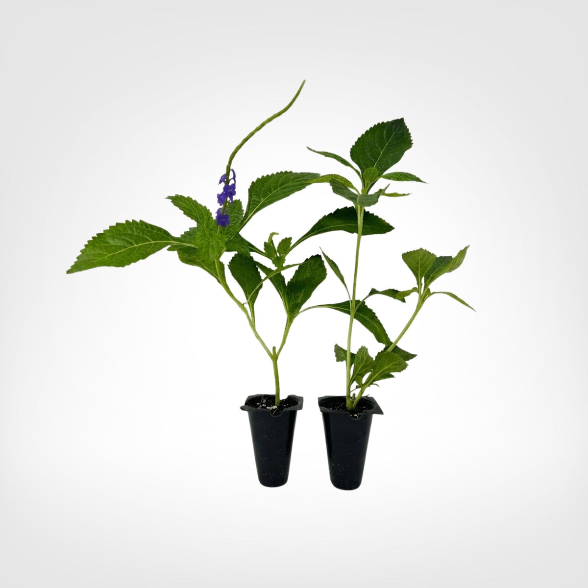 Blue Porterweed Stachytarpheta live starter plant