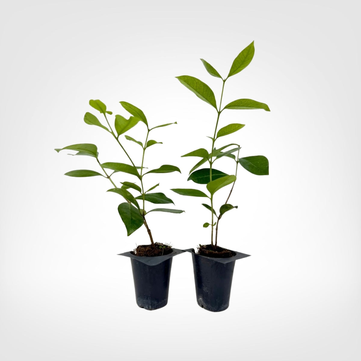 Strawberry Guava live starter plant