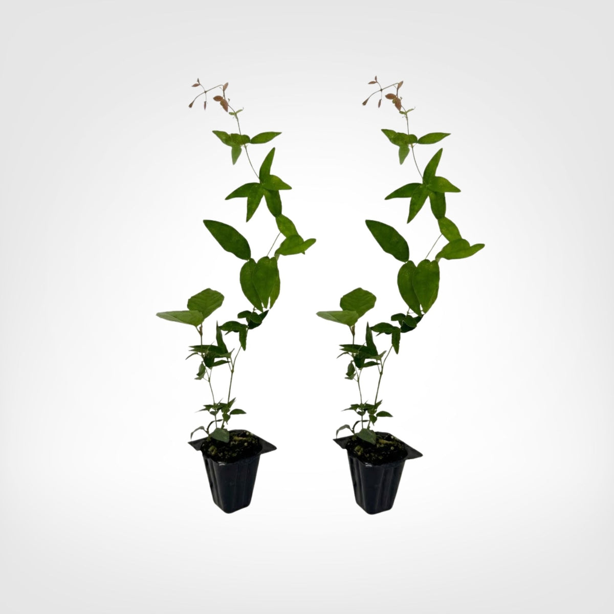 Tangerine Beauty Crossvine (Bignonia Capreolata) 2-Pack Live Starter Plugs Outdoor