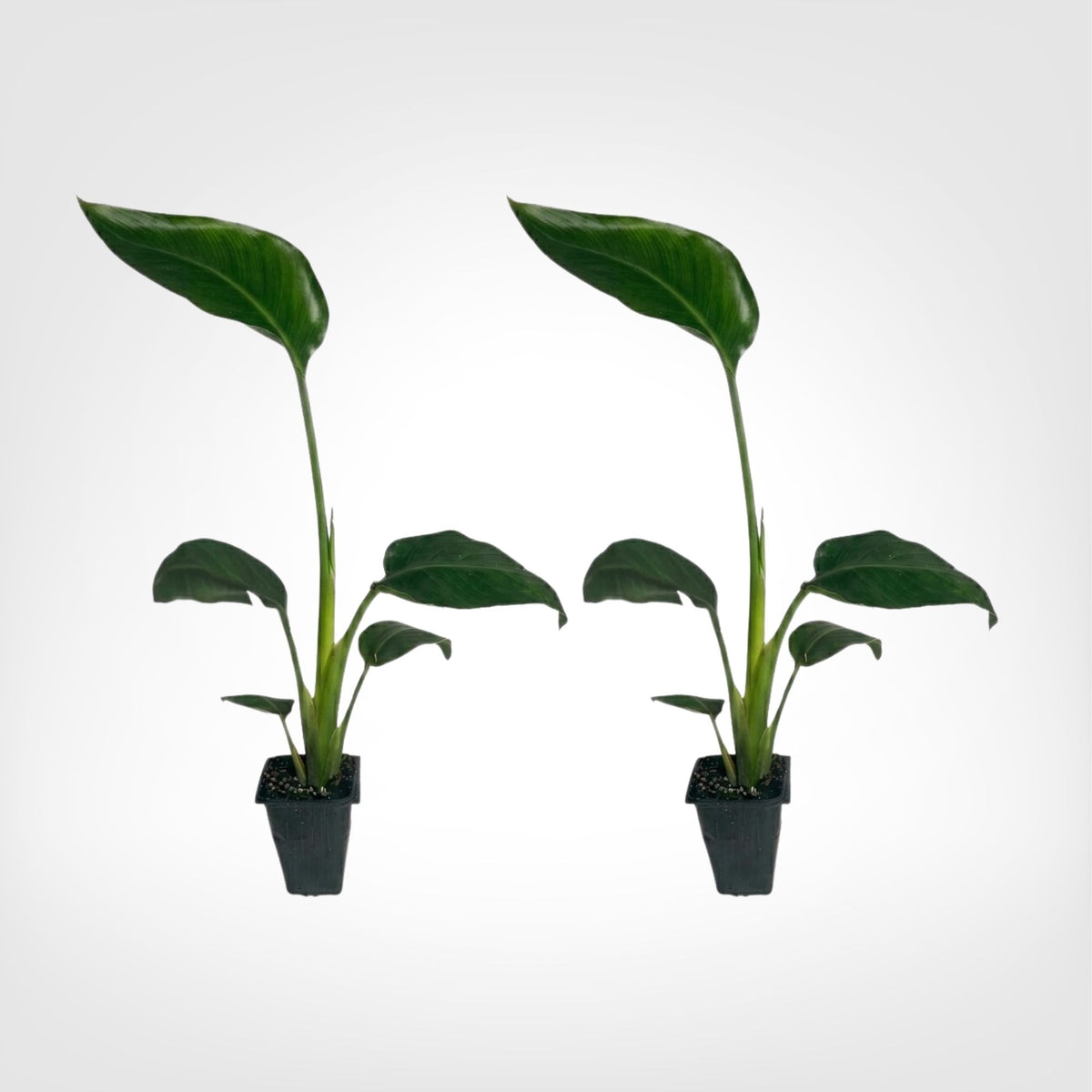 White Bird of Paradise live starter plant