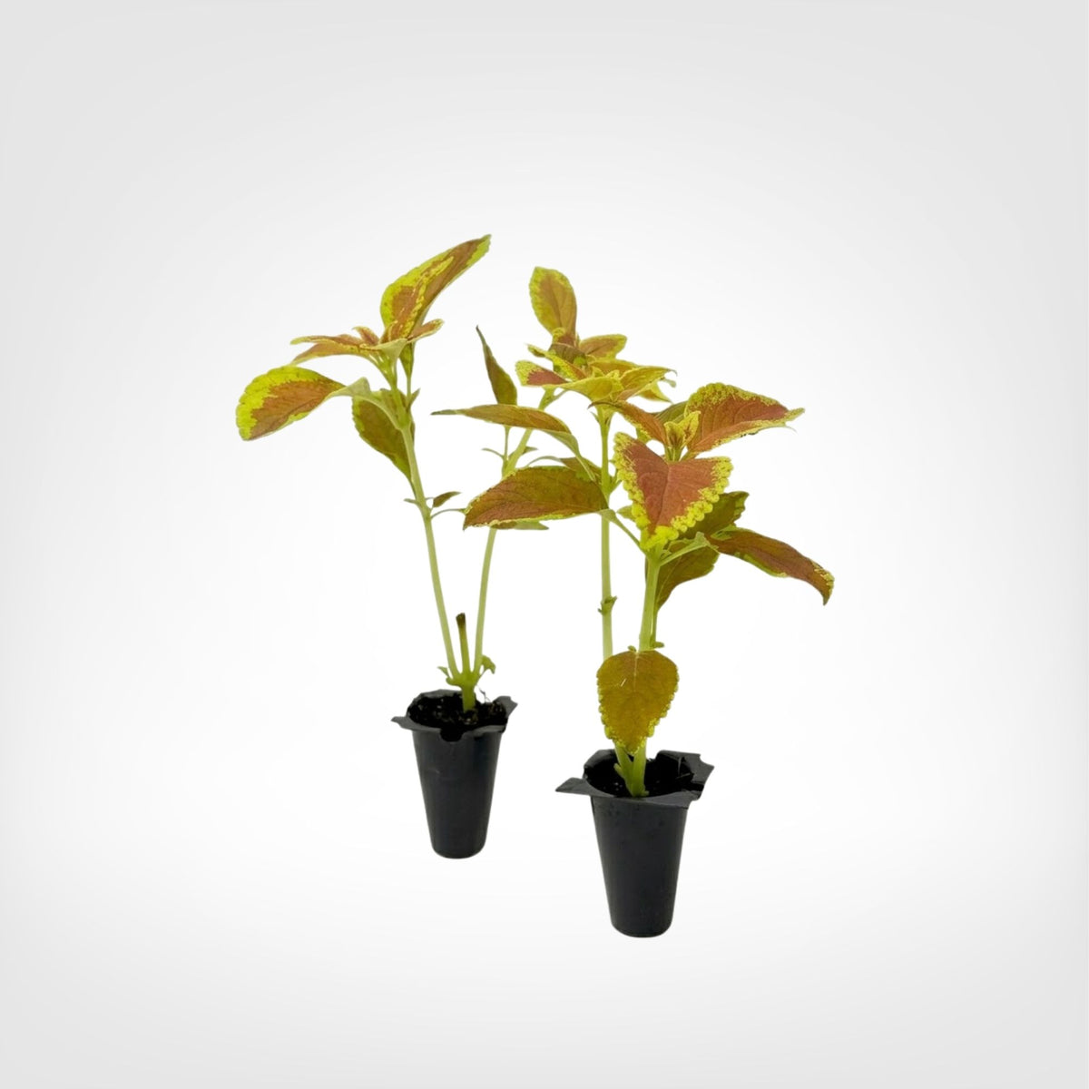Coleus Rustic Orange live starter plant