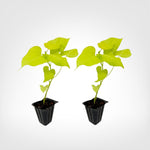 Sweet Potato Vine Margarita live starter plant