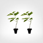 Illinois Everbearing Mulberry live starter plant