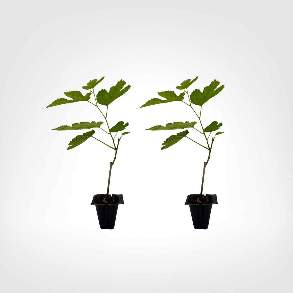 Illinois Everbearing Mulberry live starter plant