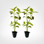 Coleus Dipt in Wine live starter plant