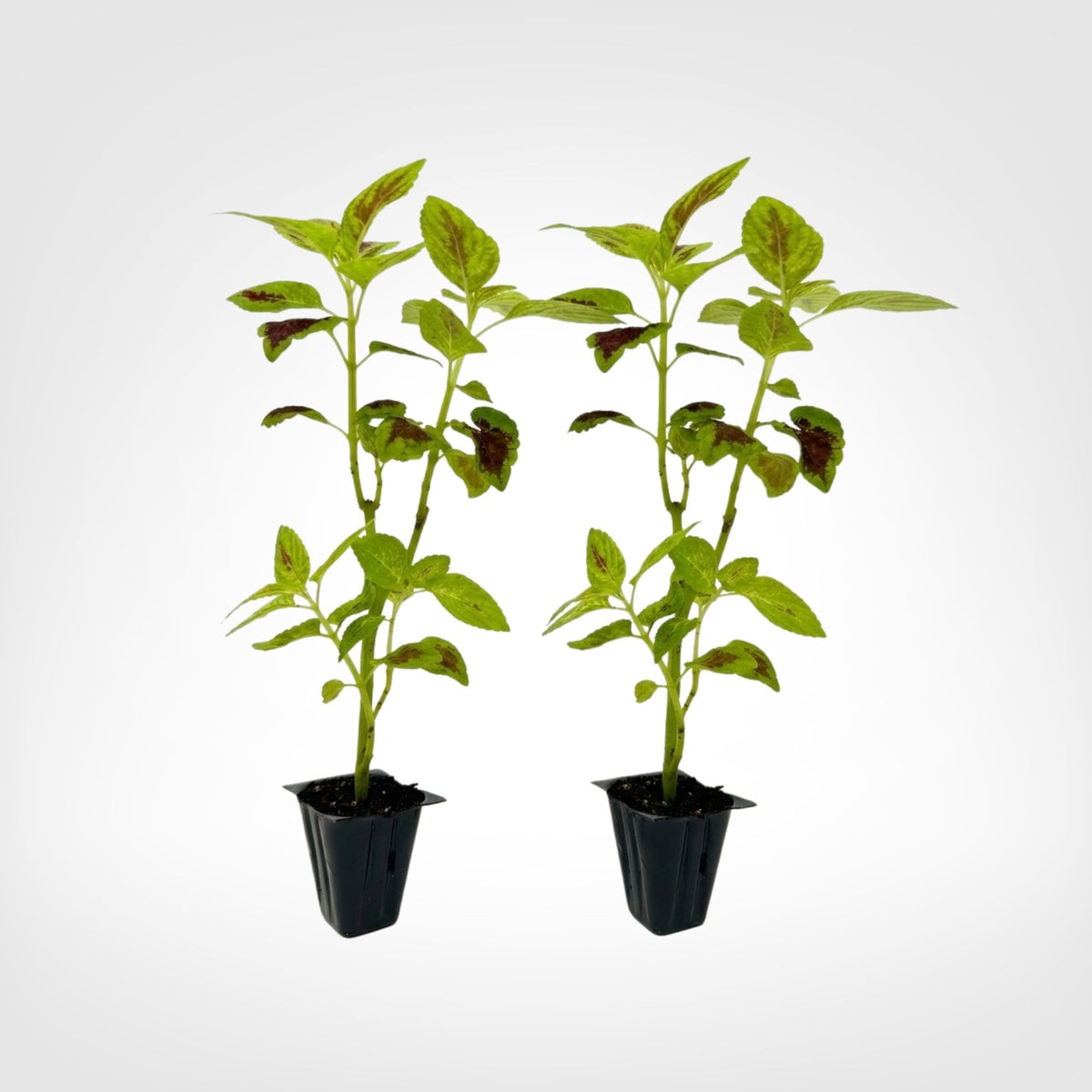 Coleus Dipt in Wine live starter plant