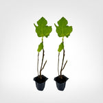 Black Mission Fig Tree live starter plant