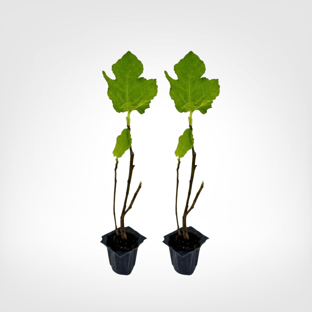 Black Mission Fig Tree live starter plant