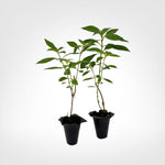 Cuphea David Verity live starter plant