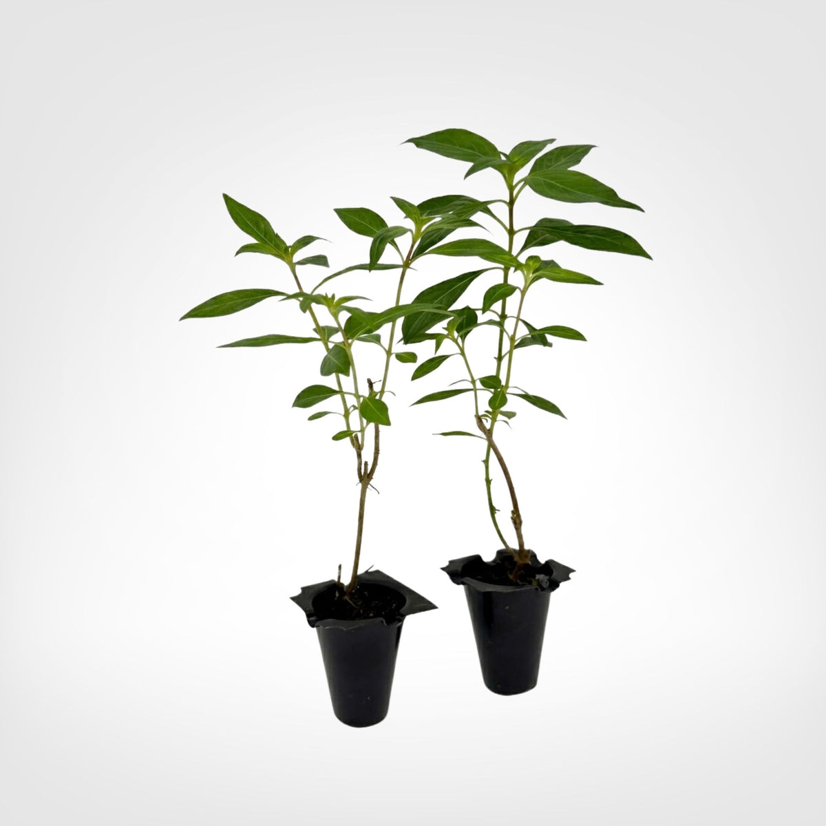 Cuphea David Verity live starter plant