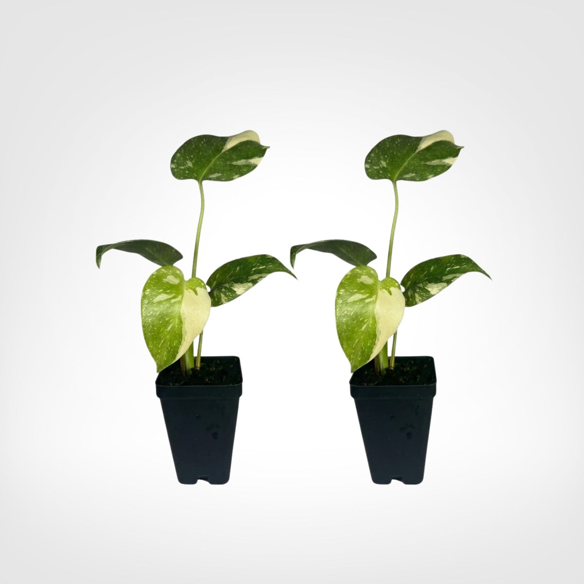 Thai Constellation Monstera (Monstera deliciosa) live starter plant