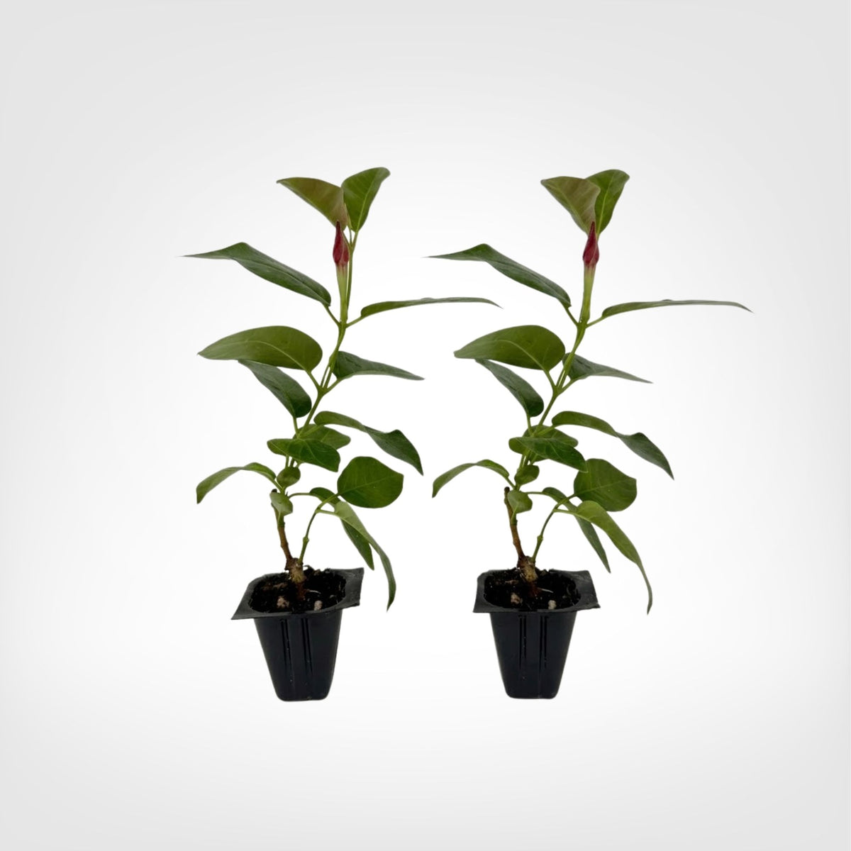 Mandevilla Fury Red live starter plant