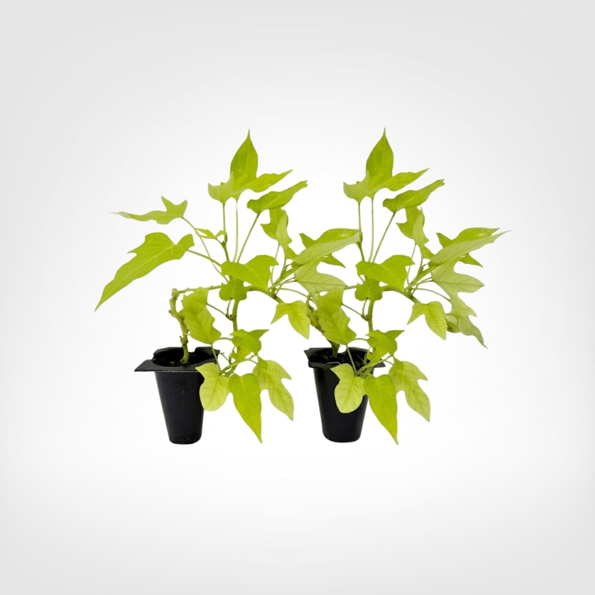 Sweet Potato Vine Compact Margie live starter plant