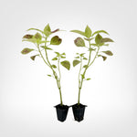 Coleus Alabama Sunset live starter plant