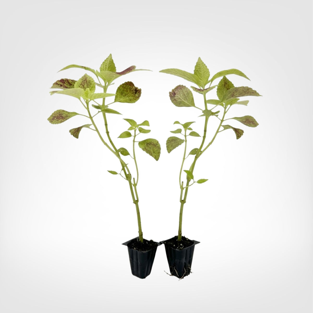 Coleus Alabama Sunset live starter plant