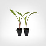 Red Abyssinian Banana (Ensete maurelii) live starter plant