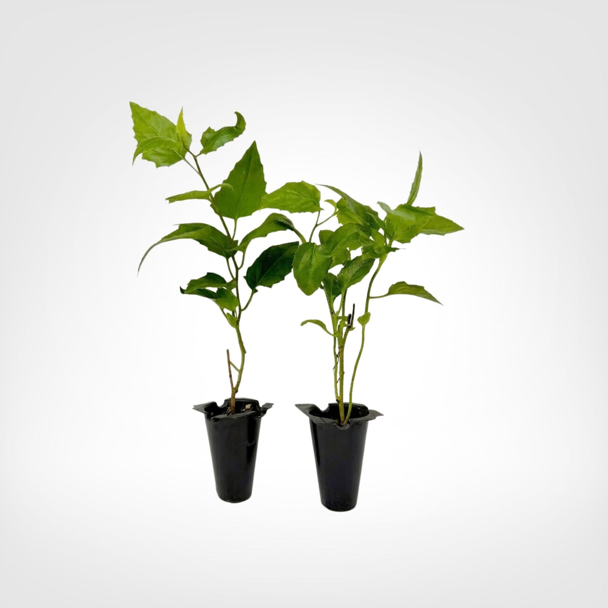 Mexican Flame Vine Senecio confusus live starter plant