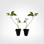 Maypop Passionflower live starter plant