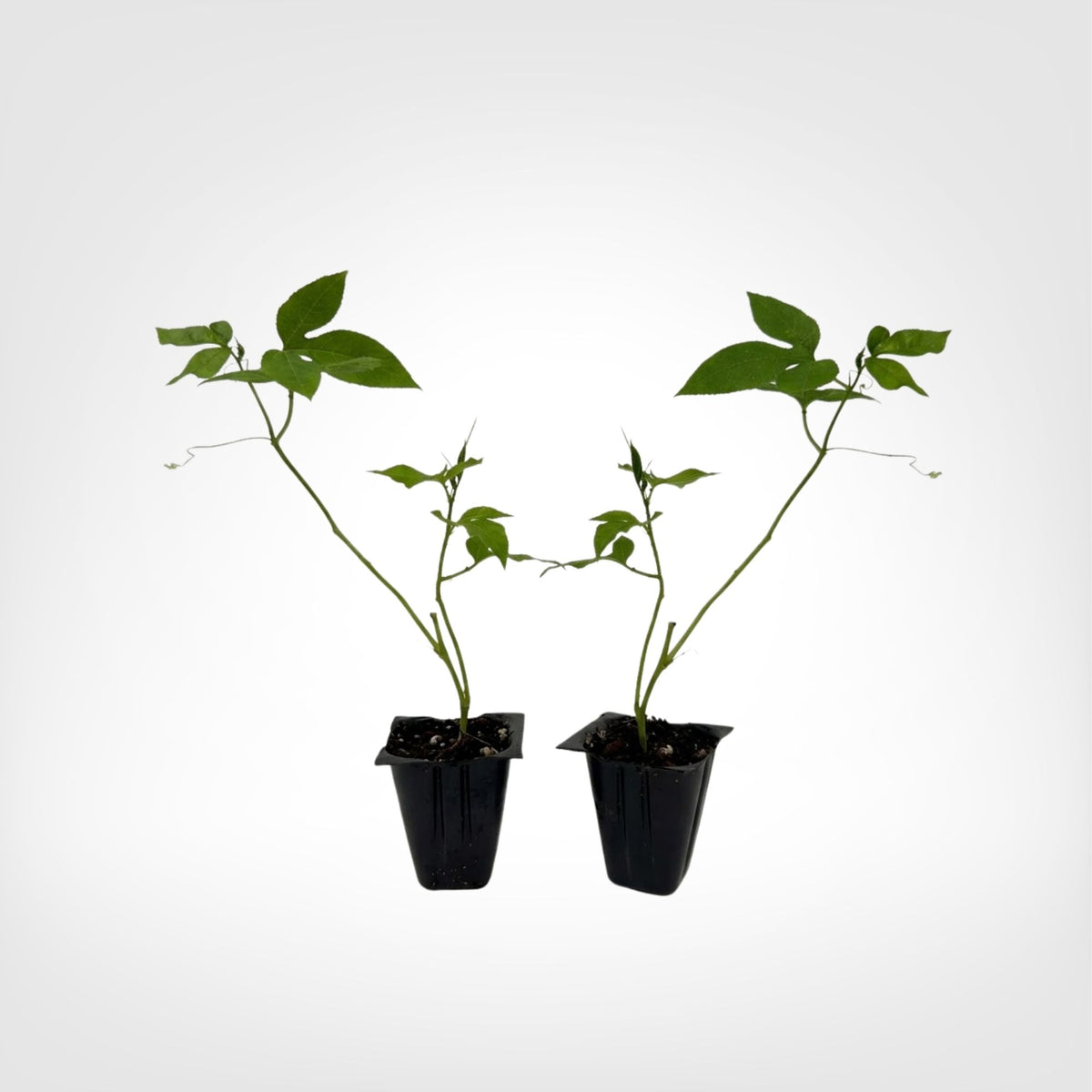 Maypop Passionflower live starter plant