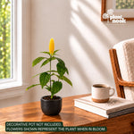 Yellow Shrimp Plant Pachystachys Lutea plant, photo 2