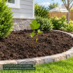 Black Mission Fig Tree plant, photo 2