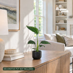 White Bird of Paradise plant, photo 2